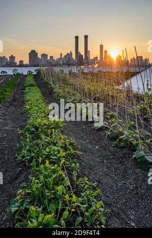 États-Unis, NYC, Brooklyn Grange, bâtiment n° 3, Brooklyn Navy Yard. toit de 65,000 pieds carrés (12e étage) légumes biologiques cultivés sur le toit. Lignes de Chard suisse. Banque D'Images