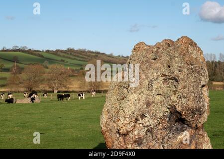 Champ de cercle de pierre néolithique à Stanton Drew, Bristol, Somerset Royaume-Uni, avec des vaches paître près des pierres anciennes. Banque D'Images