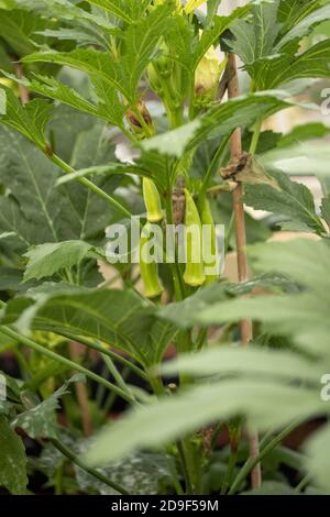 Okra – bébé Bubba légume exotique Banque D'Images