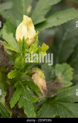 Okra – bébé Bubba légume exotique Banque D'Images