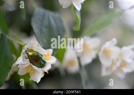 Une jolie couverture Rose ou la rose Vert Scarabée Chafer Cetonia aurata (nectar) sur une fleur. Banque D'Images