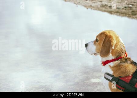 Belle photo d'un adorable chien beagle Banque D'Images