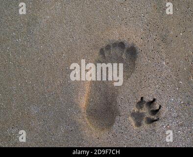 Un sentier d'homme et un sentier de chien sur le sable. Arrière-plan horizontal. Texture de sable humide et de tirages. L'idée de ​​unity des animaux et des personnes. Banque D'Images