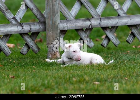 Petit chien de taureau blanc terrier qui est les oreilles ne sont pas encore debout, dans l'herbe par une clôture Banque D'Images