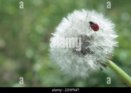 Coccinelle repose sur un pissenlit. Gros plan d'un pissenlit qui pousse dans le champ. Banque D'Images