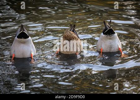 Duelmen, NRW, Allemagne, 05 novembre 2020. Un trio de canards, deux hommes et une femme (au milieu), semblent montrer peu d'intérêt pour les élections américaines ou les autres nouvelles du monde d'aujourd'hui, et à la place, adopter une approche « bas vers le haut », avec un peu de plongée synchronisée pour rechercher de la nourriture dans un étang. Credit: Imagetraceur/Alamy Live News Banque D'Images