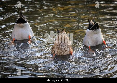 Duelmen, NRW, Allemagne, 05 novembre 2020. Un trio de canards, deux hommes et une femme (au milieu), semblent montrer peu d'intérêt pour les élections américaines ou les autres nouvelles du monde d'aujourd'hui, et à la place, adopter une approche « bas vers le haut », avec un peu de plongée synchronisée pour rechercher de la nourriture dans un étang. Credit: Imagetraceur/Alamy Live News Banque D'Images