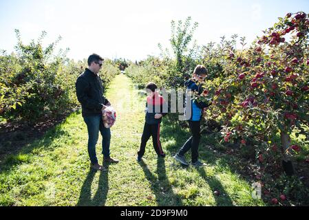 Père et fils cueillant des pommes dans un verger lors d'un beau jour d'automne. Banque D'Images