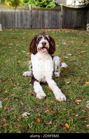 Chien bernedoodle brun et blanc adulte posé sur l'herbe à l'extérieur. Banque D'Images