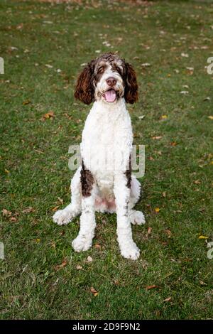 Chien bernedoodle brun et blanc adulte assis sur l'herbe à l'extérieur. Banque D'Images