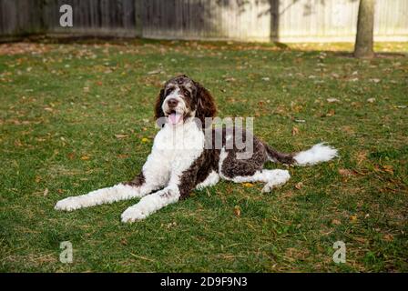 Chien bernedoodle brun et blanc adulte posé sur l'herbe à l'extérieur. Banque D'Images