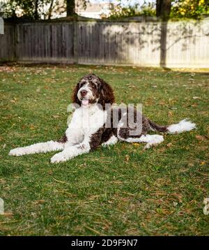 Chien bernedoodle brun et blanc adulte posé sur l'herbe à l'extérieur. Banque D'Images