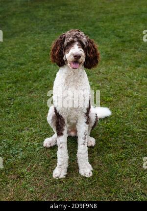 Chien bernedoodle brun et blanc adulte assis sur l'herbe à l'extérieur. Banque D'Images