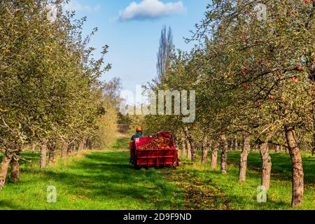 Récolte de pommes venteuses pour le cidre à Stocken Orchard, à côté de Tiddesley Wood, dans le Worcestershire, en Angleterre Banque D'Images