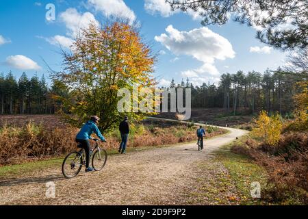 Vélo et marche sur une piste à travers une zone à l'enfugé dans une clôture de conifères dans le parc national de New Forest dans le Hampshire, Royaume-Uni, pendant l'automne Banque D'Images