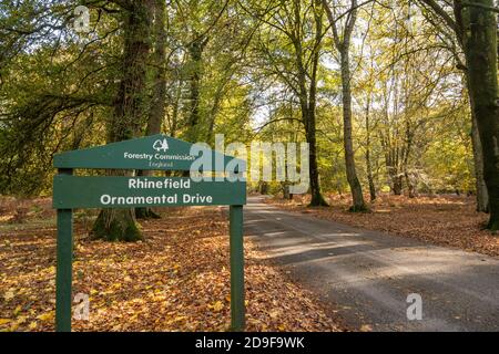 Vue d'automne de Rhinefield ornemental Drive dans le parc national de New Forest, Hampshire, Angleterre, Royaume-Uni Banque D'Images