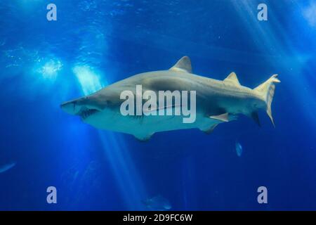 Requin posant dans l'eau bleu profond Banque D'Images