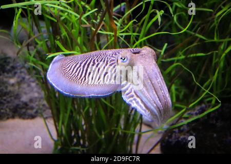 Des Cuttlefish lumineux nageant dans leur habitat Banque D'Images