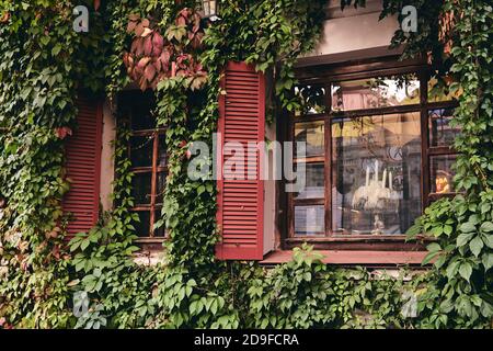 Maison avec façade de lierre décorative. Les murs de la maison sont cachés sous des feuilles vert foncé de vert éternel toute l'année. Concept de la nature pour le design Banque D'Images