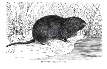 Water Vole, illustration ancienne de 1894 Banque D'Images