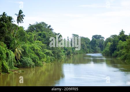 Forêts pluviales de la plaine inondable : forêt périphérique ou forêt de galeries le long d'une rivière tropicale à écoulement lent Banque D'Images