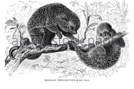 Arbre brésilien Porcupine, illustration ancienne de 1894 Banque D'Images