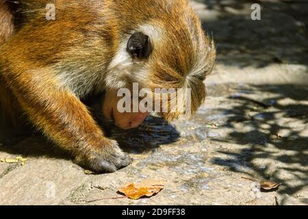 Arrosage. Toque macaque (Macaca sinica) (nourrissant la femelle) tente de lécher l'eau suintant sur les pierres de route, il est Sri Lanka endémique Banque D'Images