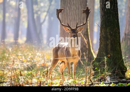 Duelmen, NRW, Allemagne. 05ème novembre 2020. Un buck de cerf de Virginie (dama dama) bénéficie du soleil d'automne chaud dans les bois de la réserve naturelle de Duelmen dans la campagne de Muensterland. Credit: Imagetraceur/Alamy Live News Banque D'Images