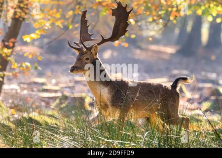 Duelmen, NRW, Allemagne. 05ème novembre 2020. Un buck de cerf de Virginie (dama dama) bénéficie du soleil d'automne chaud dans les bois de la réserve naturelle de Duelmen dans la campagne de Muensterland. Credit: Imagetraceur/Alamy Live News Banque D'Images