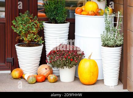 L'automne encore la vie à l'entrée de la maison, des citrouilles de différentes tailles et des fleurs de chrysanthème d'automne dans de grands pots blancs de neige. Banque D'Images