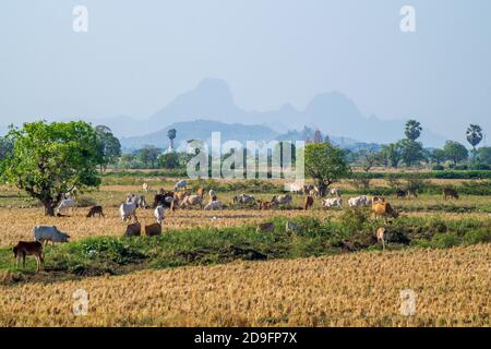 vaches paissant sur un champ en asie Banque D'Images