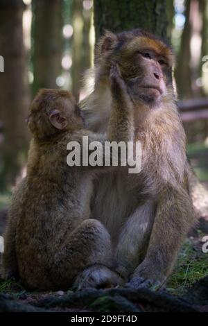 Monkey mère et enfant Banque D'Images