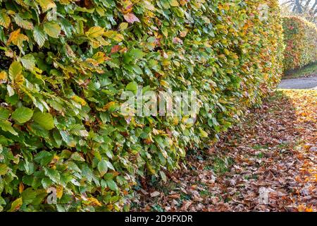 Haie de charme en automne - Carpinus betulus Banque D'Images