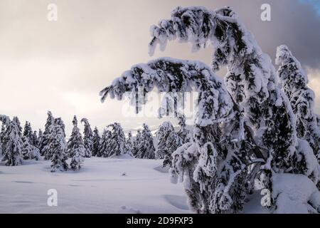 Sapins enneigés au coucher du soleil Banque D'Images