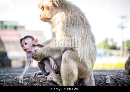 mère singe tenant bébé dans le bras Banque D'Images