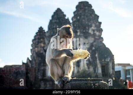 singe mangeant du maïs devant le temple Banque D'Images