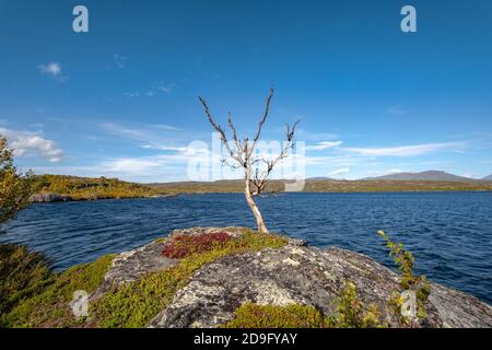 Arbre sans feuilles sur une roche sur le lac Tornetrask, Laponie Suède Banque D'Images