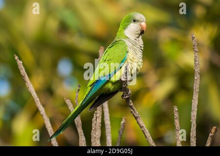 Monk Parakeet Myiopsitta monachus Costa Ballena Cadiz Espagne Banque D'Images