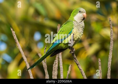 Monk Parakeet Myiopsitta monachus Costa Ballena Cadiz Espagne Banque D'Images