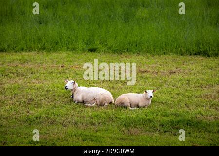 Des moutons relaxants le matin sur un pré en Norvège Banque D'Images