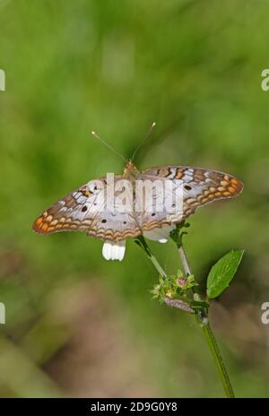 Papillon blanc Peacock (Anartia jatrophe) adulte se nourrissant de fleurs avec des ailes ouvertes Sanibel Island, Floride, États-Unis Février Banque D'Images