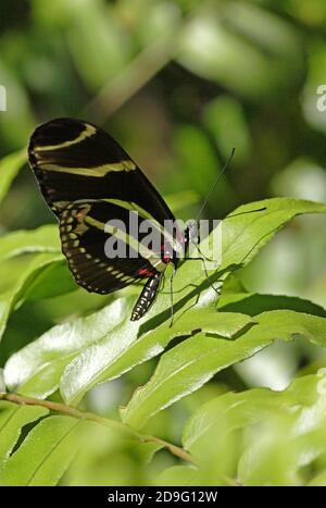 The Zebra Butterfly (Heliconius charitonius) adulte reposant sur une feuille avec des ailes fermées Sanibel Island, Floride, États-Unis Février Banque D'Images