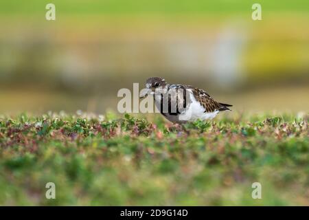 Ruddy Turnstone Arenaria interpréte Costa Ballena Cadiz Espagne Banque D'Images