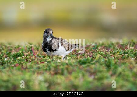 Ruddy Turnstone Arenaria interpréte Costa Ballena Cadiz Espagne Banque D'Images