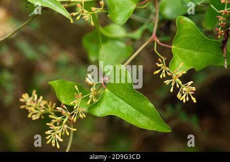 Inflorescence avec les boutons de fleurs et les feuilles de Smilax commun (Smilax aspera), alias Bindweed rugueux ou Sarsaparaille contre un arrière-groupe naturel hors foyer Banque D'Images