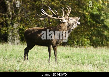 Cerf rouge orne dans la rut Banque D'Images