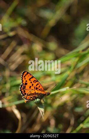 Spécimen isolé de papillon de l'espèce Melitaea didyma, le fritary tacheté ou le fritary à bande rouge, sur des fleurs de menthe sauvage. Banque D'Images