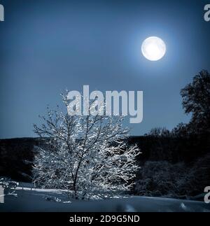 Arbre solitaire avec neige couverte de lune - magnifique paysage de nuit d'hiver. La pleine lune au-dessus de la forêt illumine l'arbre solitaire sur la prairie enneigée Banque D'Images