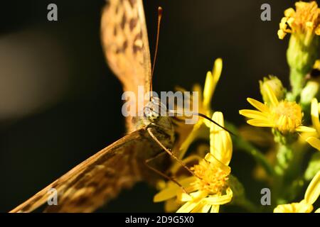 Photo en gros plan du spécimen de papillon isolé Reine d'Espagne fritillaire, posé sur des fleurs sauvages. Banque D'Images