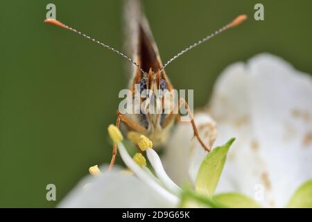 Macro photographie d'un papillon de l'espèce Glanville fritillaire (Melitaea cinxia) sur des fleurs sauvages, avec un fond naturel. Banque D'Images